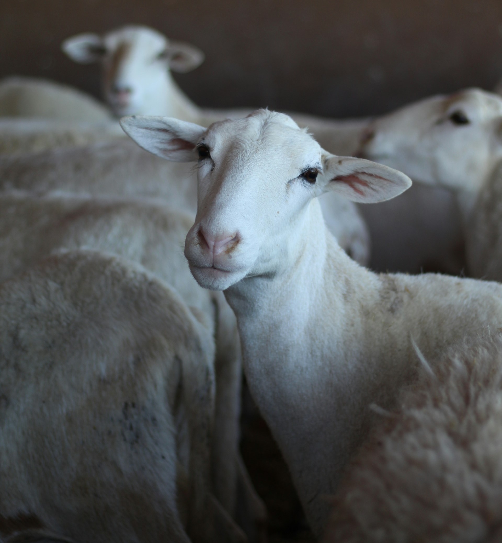 HEINSBERG%20AGROALLIED%20FARMS%20LTD