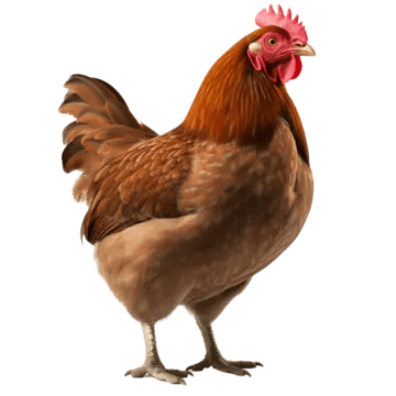 HEINSBERG%20AGROALLIED%20FARMS%20LTD