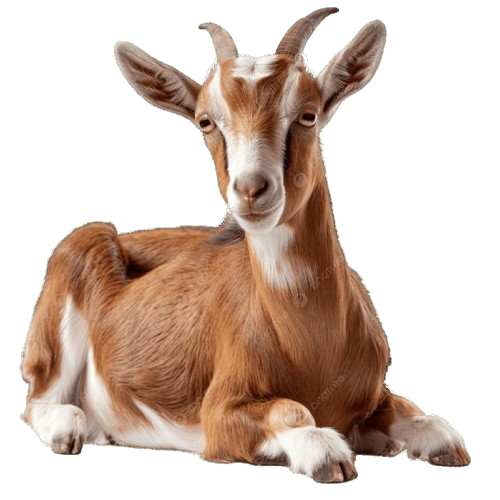 HEINSBERG%20AGROALLIED%20FARMS%20LTD